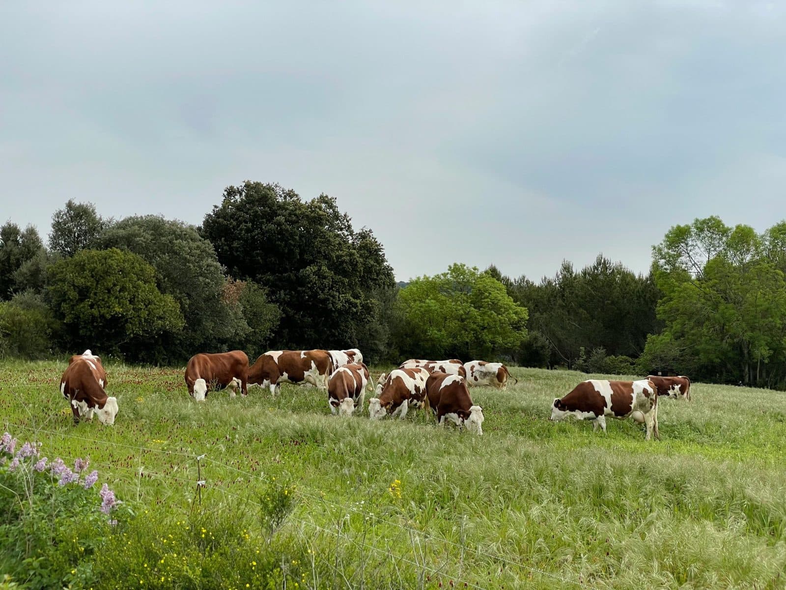 Wells Family Farm